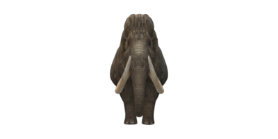 wollig Mammut isoliert auf ein transparent Hintergrund png