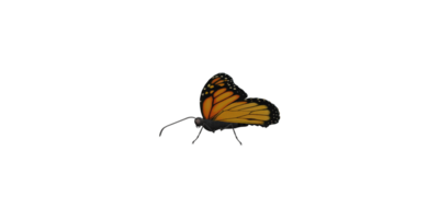 Monarch Schmetterling isoliert auf ein transparent Hintergrund png