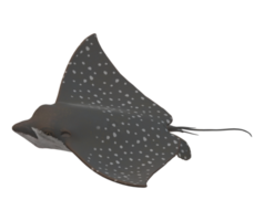 Stingray Fish isolated on a Transparent Background png