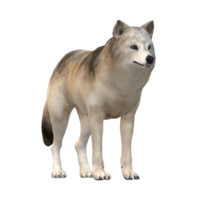 Loup isolé sur une transparent Contexte png