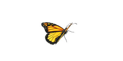 Monarch Schmetterling isoliert auf ein transparent Hintergrund png