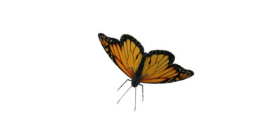 monarque papillon isolé sur une transparent Contexte png