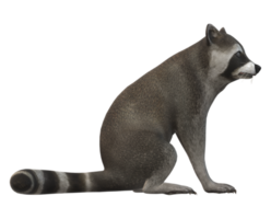 Raccoon isolated on a Transparent Background png