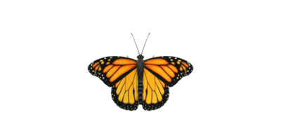 Monarch Schmetterling isoliert auf ein transparent Hintergrund png