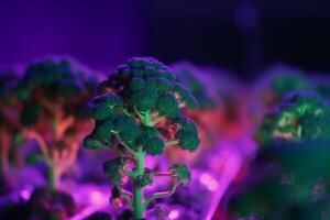 cultivo de brócoli debajo artificial uv ligero para máximo crecimiento ai generado foto