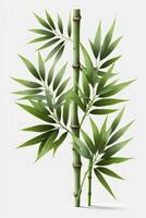 Isolated Bamboo Plant on White Background A Symbol of Purity, Strength, and Flexibility photo