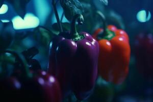 Cultivation of bell peppers under artificial UV light in a hydroponic system photo