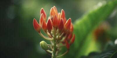 Exotic Plant in the Rainforest Vibrant Orange Red Blossom photo