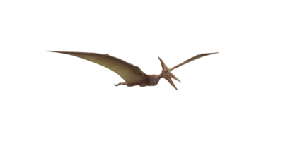 Pterodactyl isolated on a Transparent Background png