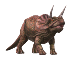 triceratops geïsoleerd Aan een transparant achtergrond png