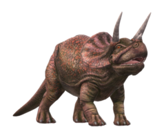 triceratops isolerat på en transparent bakgrund png