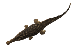 sarcosuchus crocodile isolé sur une transparent Contexte png