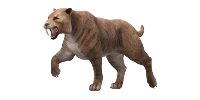 Sabre Toothed Cat isolated on a Transparent Background png