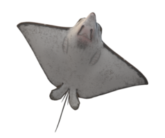 mantarraya pescado aislado en un transparente antecedentes png