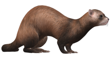 furet isolé sur une transparent Contexte png