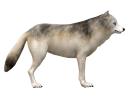 Wolf isoliert auf ein transparent Hintergrund png