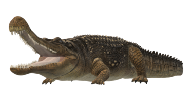 sarcosuchus cocodrilo aislado en un transparente antecedentes png