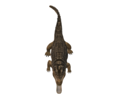 sarcosuchus cocodrilo aislado en un transparente antecedentes png