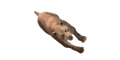 sable dentado gato aislado en un transparente antecedentes png