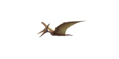 pterodactyl isolerat på en transparent bakgrund png