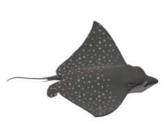 mantarraya pescado aislado en un transparente antecedentes png