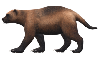 Wolverine isolated on a Transparent Background png