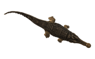 Sarcosuchus Crocodile isolated on a Transparent Background png