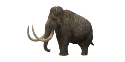 Woolly Mammoth isolated on a Transparent Background png