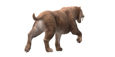 Sabre Toothed Cat isolated on a Transparent Background png