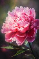 Close-up Watercolor Painting of a Pink Flowering Perennial Plant photo