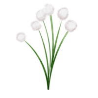 Gras Blume Weiß png