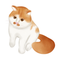 meu gato nome adorável png