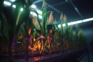 cultivando maíz con artificial uv ligero para mejor rendimiento ai generado foto