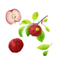 Red Apple in Vintage Illustration png