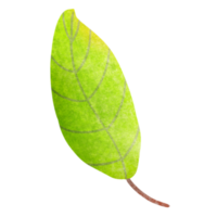 Green Leaf in Vintage Illustration png