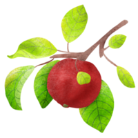 Red Apple in Vintage Illustration png