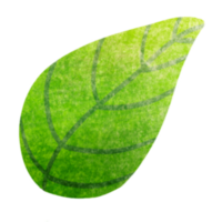 groen blad in wijnoogst illustratie png