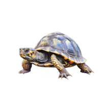 schildpad waterverf clip art ai gegenereerd png