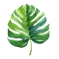 Monstera Leaves Watercolor Clipart png