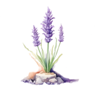 lavanda fiori pianta acquerello clipart ai generato png