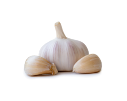 Single fresh white garlic bulb with segments isolated with clipping path and shadow in png file format