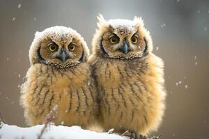 two owls covered with snow sit on a branch photo