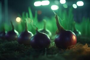 Growing onions indoors using artificial UV light for better yield photo