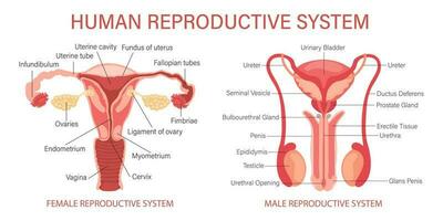 el humano reproductivo sistema. anatomía de el interno órganos de un mujer y un hombre. infografía bandera, diagramas, vector