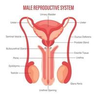 Male reproductive system icon with description isolated on white background. Anatomy of the internal organs of man. Illustration, vector