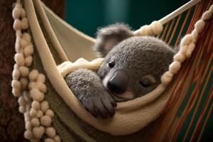 Koala lies lazily in a hammock and takes a nap Content photo