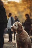 A Sunny Day Stroll in the Park with Man's Best Friend photo