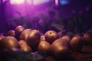 cultivo de patatas debajo artificial uv ligero en hidropónico sistema ai generado foto