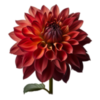 rot Dahlie, transparent Hintergrund, generativ ai, rot Dahlie Blume png