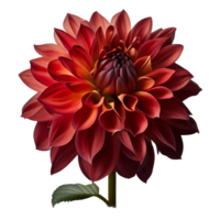 rouge dahlia, transparent arrière-plan, génératif ai, rouge dahlia fleur png